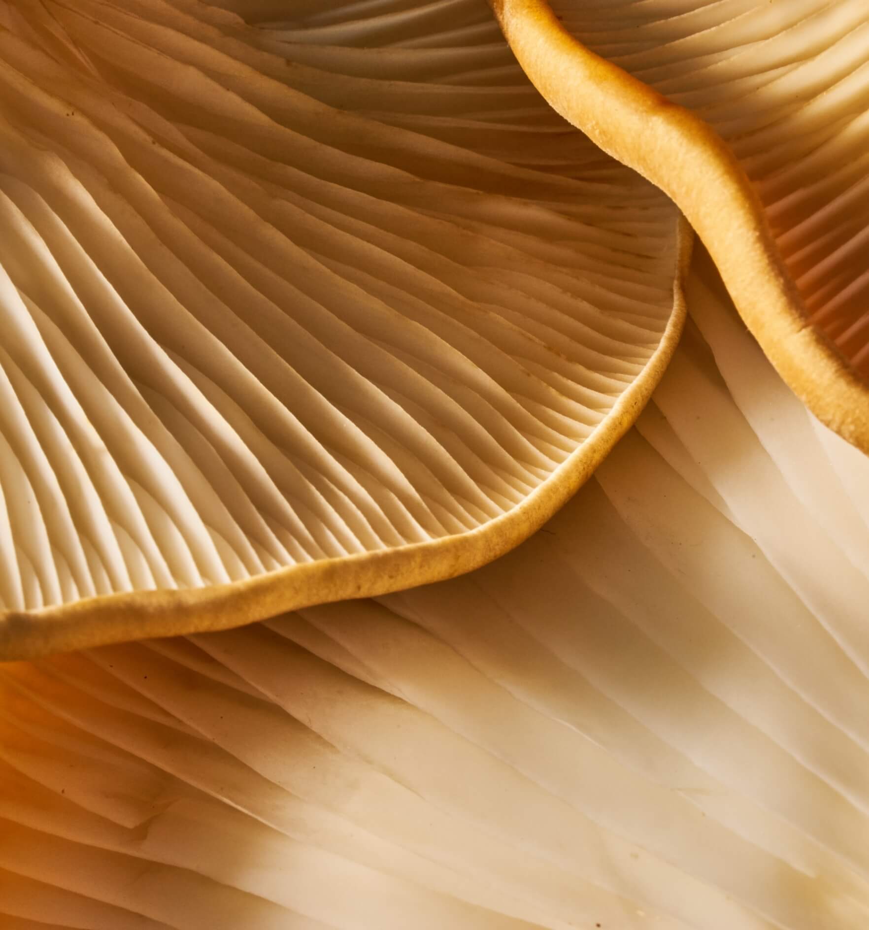 Image showing close up of the texture of a raw brown mistake mushroom